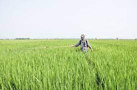 Gia tăng sâu bệnh gây hại lúa mùa giai đoạn ôm đòng đến trỗ bông